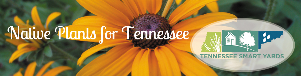 Native Plants for Tennessee