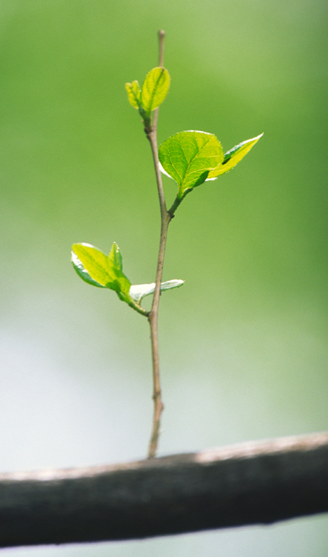 Tree Bud