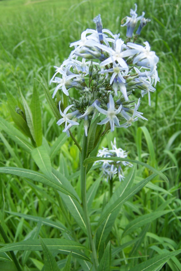 Blue Star - Amsonia tabernaemontana 5