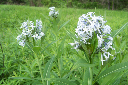 Blue Star - Amsonia tabernaemontana 2