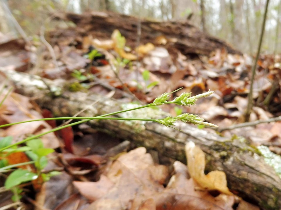 White Tinged Sedge, Oak Sedge, Whitetinge Sedge - Carex albicans