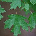 Southern Sugar Maple, Rock Maple, Florida Maple - Acer barbatum (A. saccharum ssp. floridanum; A. floridanum) 3