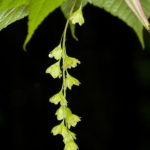 Striped Maple, Moosewood - Acer pensylvanicum 4