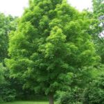 Sugar Maple, Rock Maple, Hard Maple - Acer saccharum ssp. saccharum (A. saccharum) 2