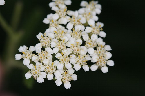 Yarrow, Common Yarrow - Achillea millefolium 2