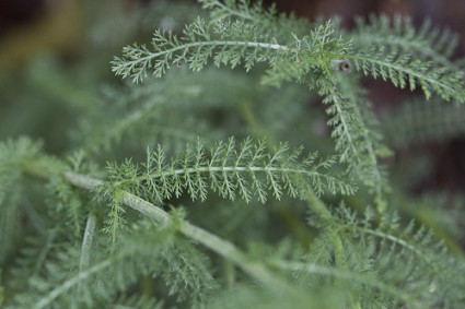 Yarrow, Common Yarrow - Achillea millefolium