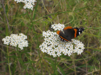 Yarrow, Common Yarrow - Achillea millefolium 3