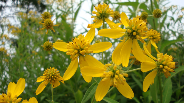 Wingstem, Yellow Crownbeard - Verbesina alternifolia (Actinomeris alternifolia)