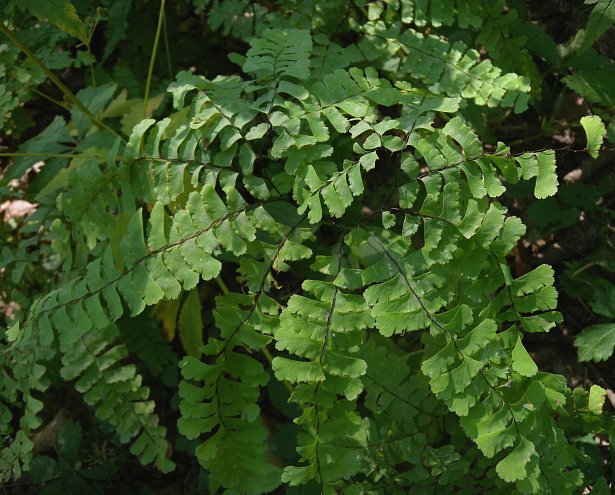 Maidenhair Fern - Adiantum pedatum