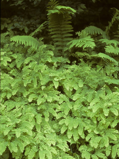 Maidenhair Fern - Adiantum pedatum 2