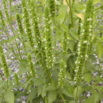 Yellow Giant Hyssop - Agastache nepetoides