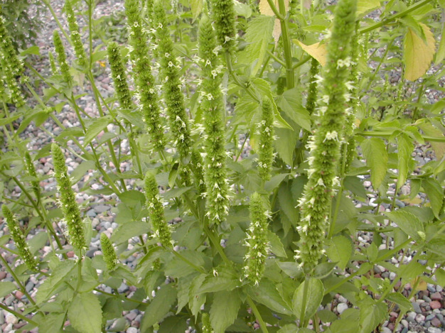 Yellow Giant Hyssop - Agastache nepetoides