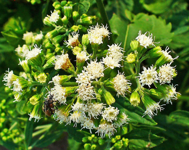 White Snakeroot - Ageratina altissima