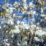 Allegheny Serviceberry, Smooth Serviceberry - Amelanchier laevis 2