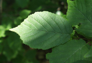 American Filbert, Hazelnut - Corylus americana 2