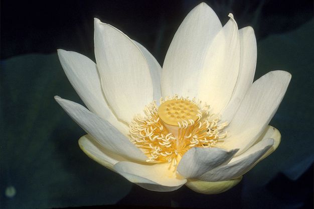 American Lotus