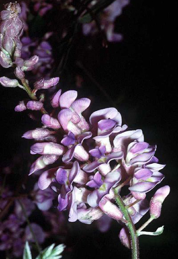 American Wisteria - Wisteria frutescens