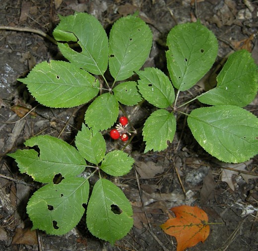 Panax quinquefolius - American Ginseng