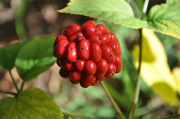 American Ginseng