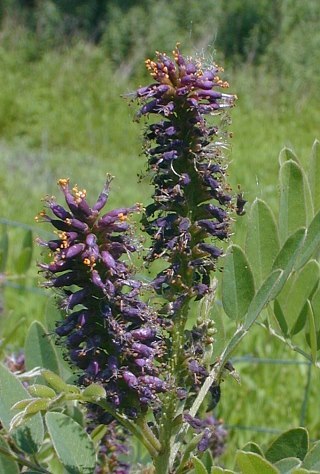 False Indigo Bush, False Indigo - Amorpha fruticosa