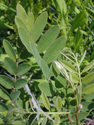 False Indigo Bush, False Indigo - Amorpha fruticosa 2