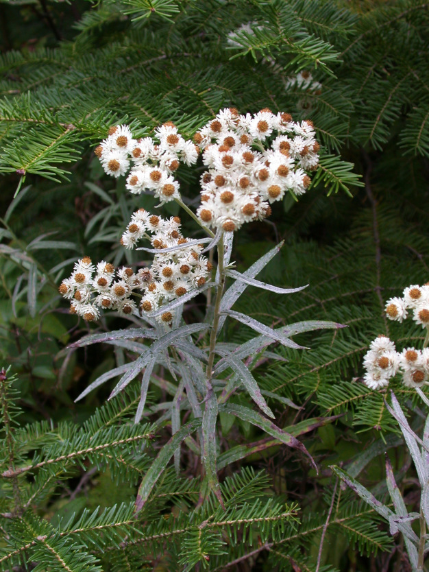 Pearly Everlasting - Anaphalis margaritacea