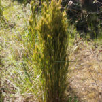 Bushy Bluestem, Bushy Beardgrass - Andropogon glomeratus