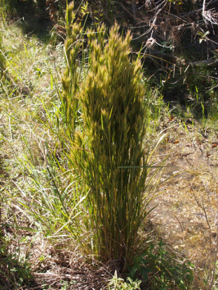 Bushy Bluestem, Bushy Beardgrass - Andropogon glomeratus