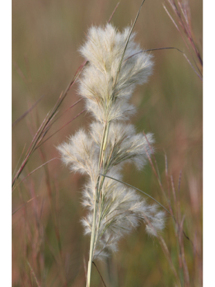 Bushy Bluestem, Bushy Beardgrass - Andropogon glomeratus 2