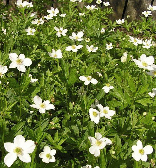 Canada Anemone - Anemone canadensis