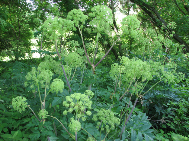 Angelica