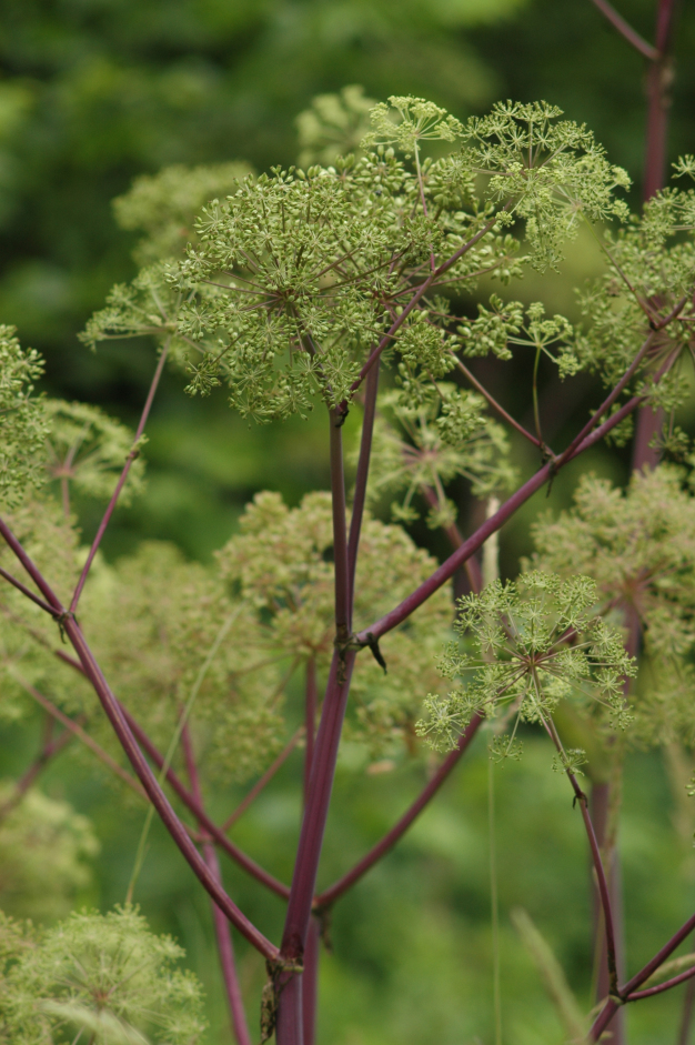 Angelica - Angelica atropurpurea