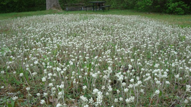 Pussytoes - Antennaria plantaginifolia 2