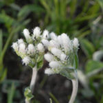 Pussytoes - Antennaria plantaginifolia