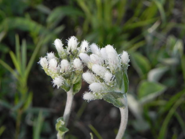 Pussytoes - Antennaria plantaginifolia