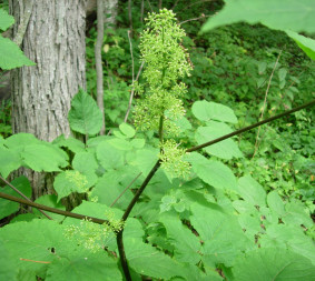 American Spikenard - Aralia racemosa