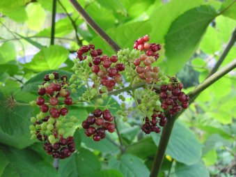 American Spikenard