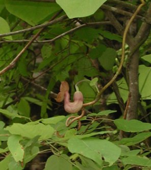 Dutchman’s Pipe - Aristolochia macrophylla (Aristolochia durior) 2