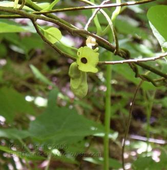 Dutchman’s Pipe - Aristolochia macrophylla (Aristolochia durior)