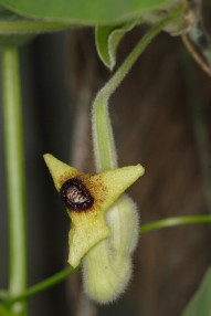 Wooly Pipevine, Common Dutchman’s Pipe - Aristolochia tomentosa