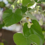 Wooly Pipevine, Common Dutchman’s Pipe - Aristolochia tomentosa 3