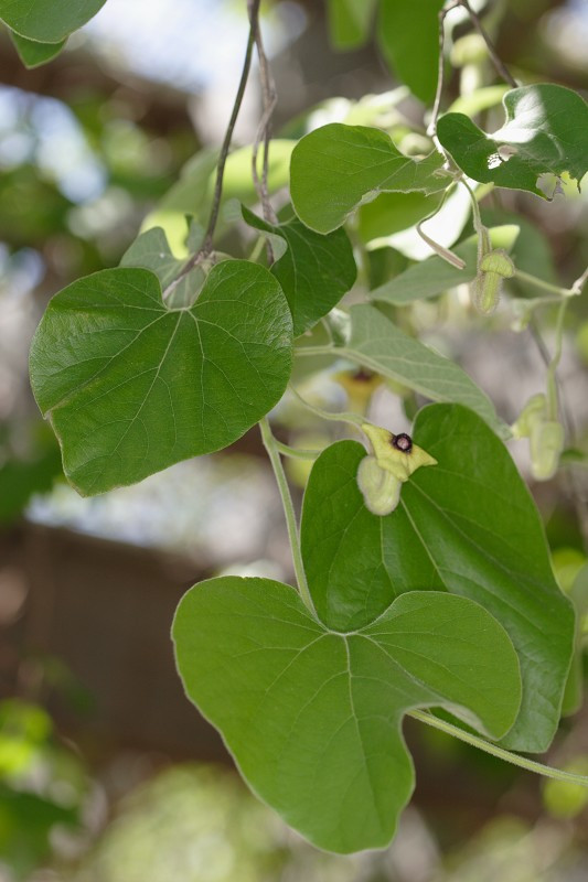Wooly Pipevine, Common Dutchman’s Pipe - Aristolochia tomentosa 3