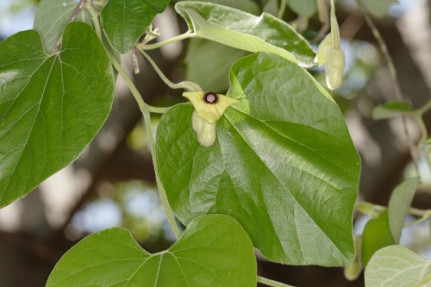 Wooly Pipevine, Common Dutchman’s Pipe - Aristolochia tomentosa 2