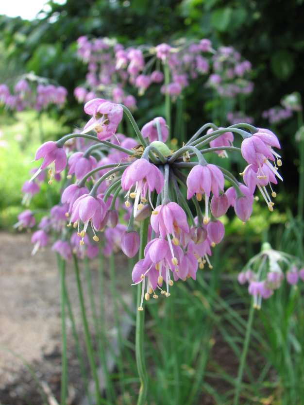 Prairie Onion, Autumn Onion - Allium stellatum