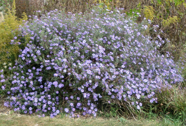 Symphyotrichum oblongifolium (Aster oblongifolius) - Aromatic Aster