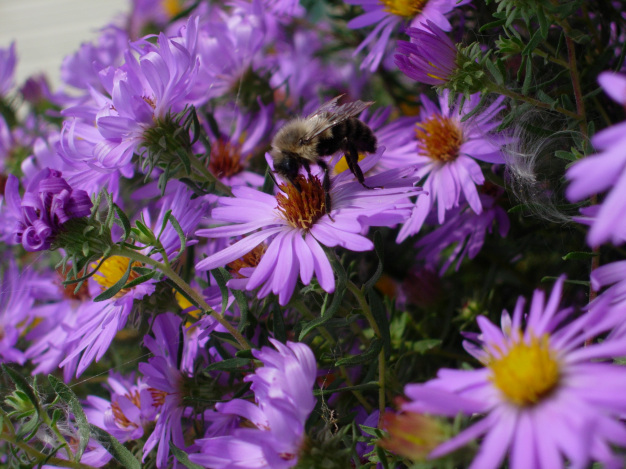 Aromatic Aster - Symphyotrichum oblongifolium (Aster oblongifolius)