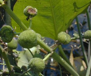 Arrowhead, Duck Potato - Sagittaria latifolia