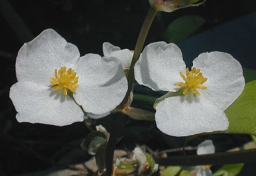 Sagittaria latifolia - Arrowhead, Duck Potato