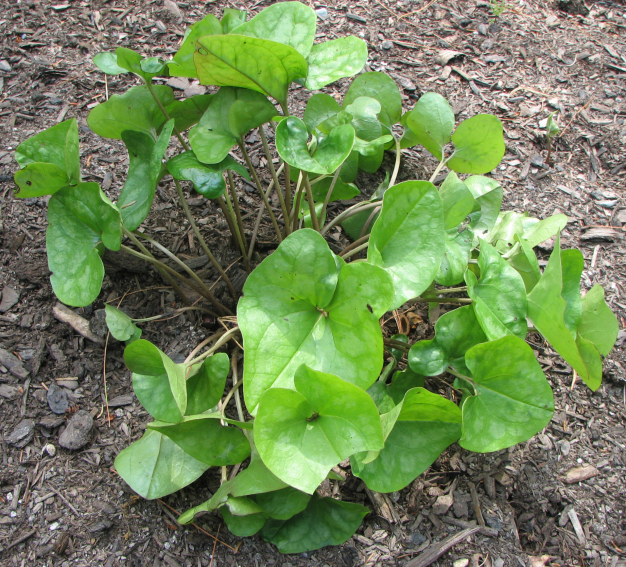 Heartleaf Ginger, Little Brown Jug - Hexastylis arifolia (Asarum arifolium)