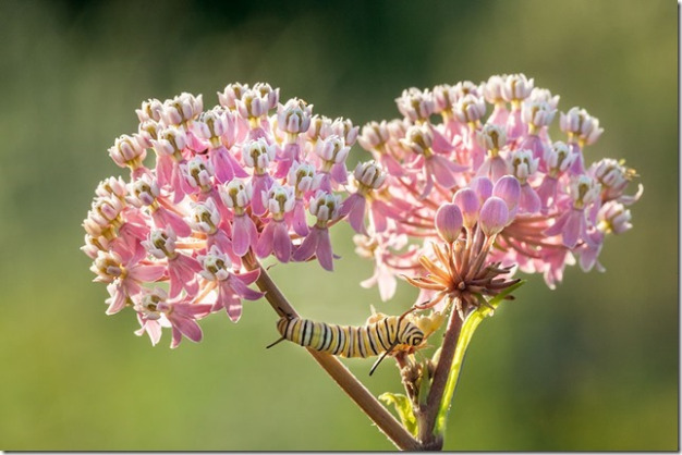 Swamp Milkweed - Asclepias incarnata